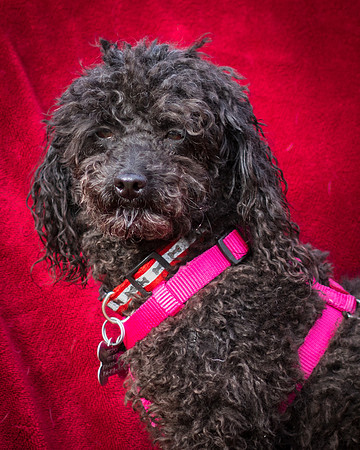 Foster Mindy-2686