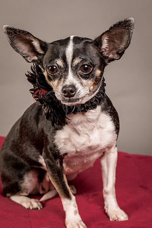 Foster Justice-4696
