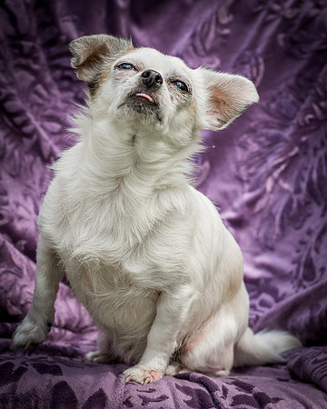 Foster Petey-8237
