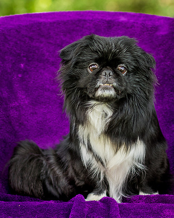 Foster Prince-0768