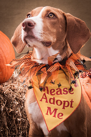 Foster Dixie-7233