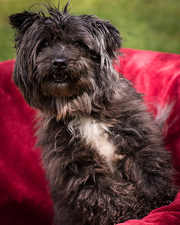 Foster Sammy-8395