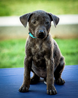 Foster Rigley-0055