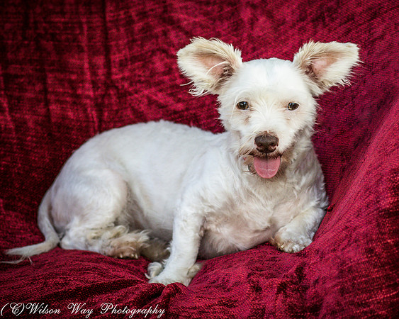 Foster Bambi-4043