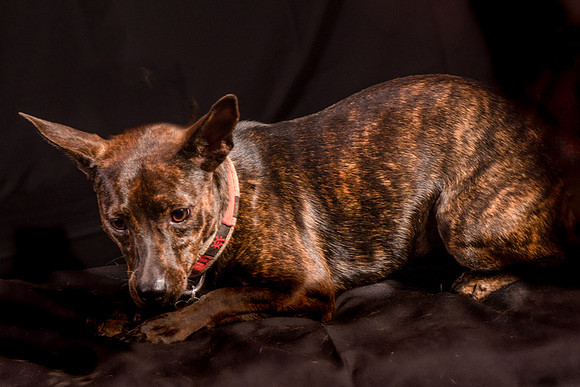 Foster Gretel-1119