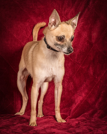 Foster Kiwi-8361