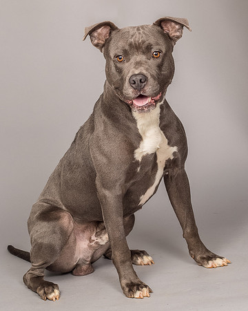 Foster Cobalt-2327