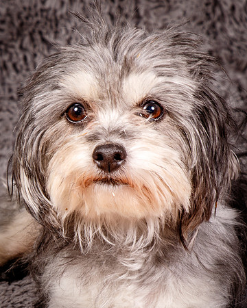Foster Alex-6240