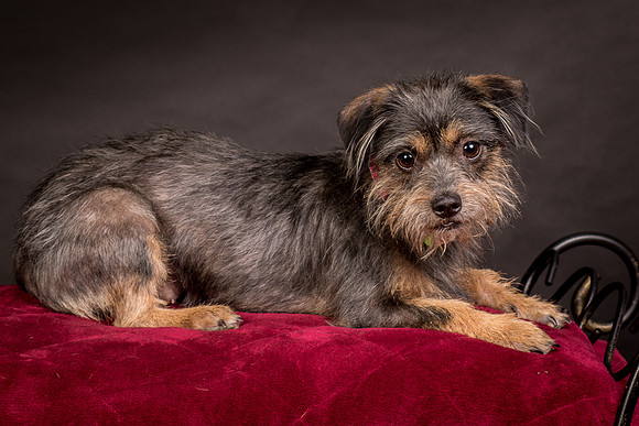 Foster Nadine-9633