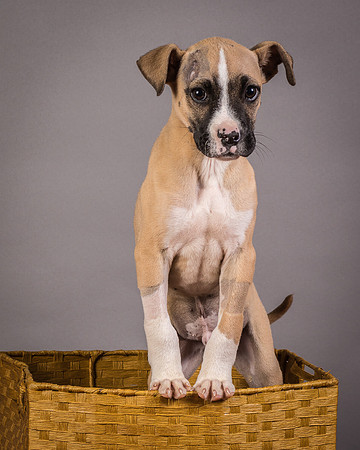 Foster Barnabas-4531