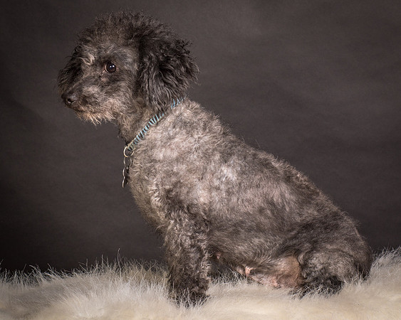 Foster Mokey-1733