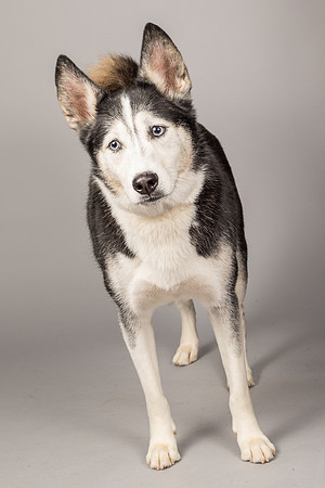 Bella-2462