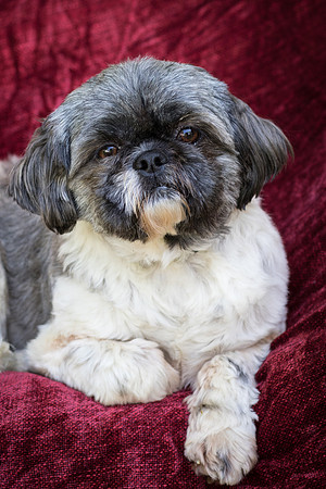 Foster Misha-8427