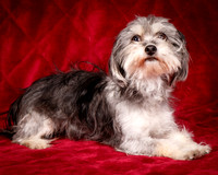 Foster Alex-6171