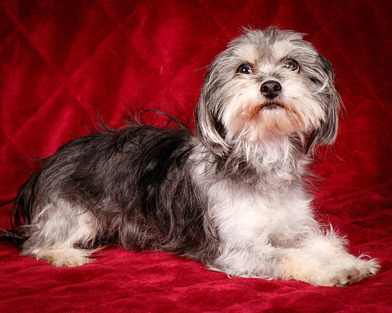 Foster Alex-6171