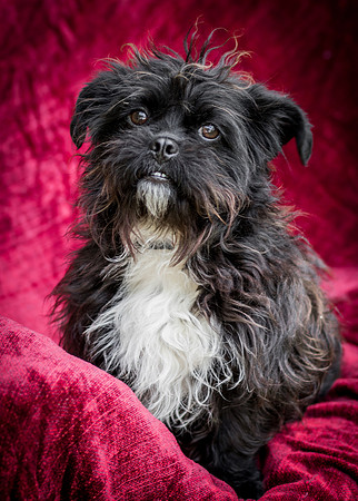 Foster Lady Elaine-8558