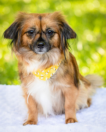 Foster Petunia-9221