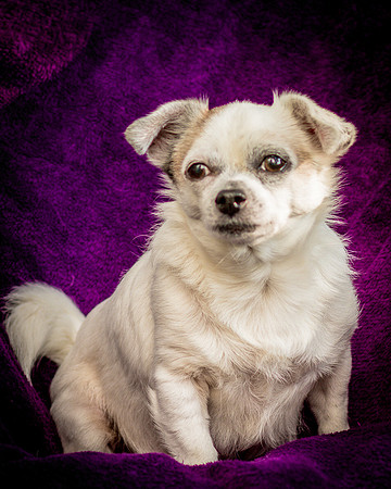 Foster Petey-0078