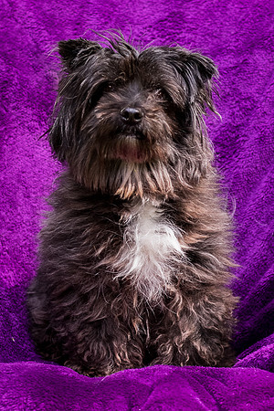 Foster Sammy-8343