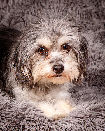 Foster Alex-6228