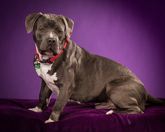 Daisy and Renegade-2576