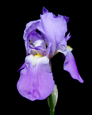 IMGP5460