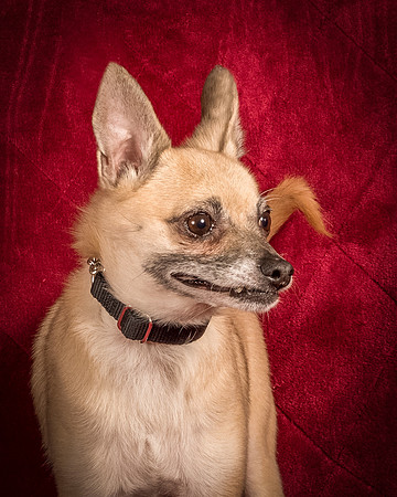 Foster Kiwi-8351