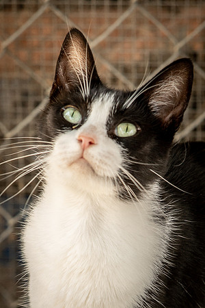 Darlington  Cats-9475