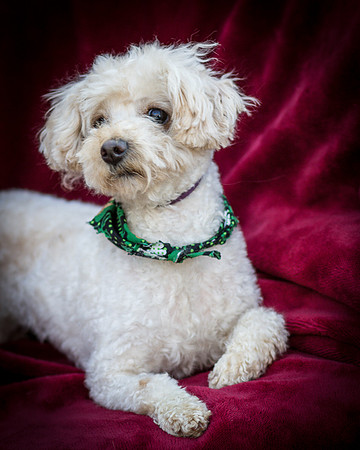 Foster Annalise-0569