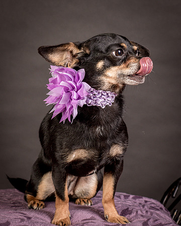 Foster Pansy-9277