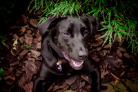 Pokey-8519