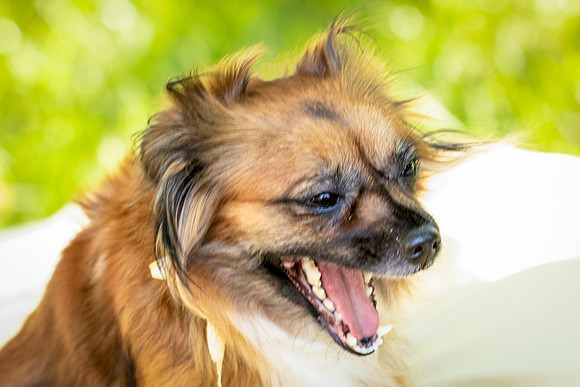 Foster Petunia-9249