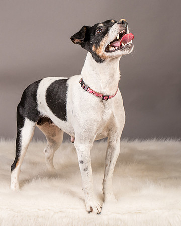 Foster Pollyanna-3933