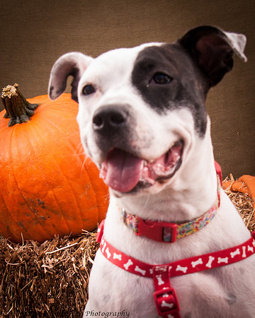 Foster snoopy-7422