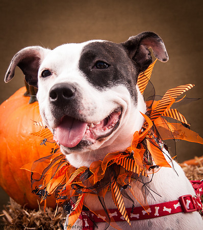 Foster snoopy-7442