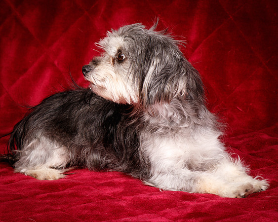 Foster Alex-6176