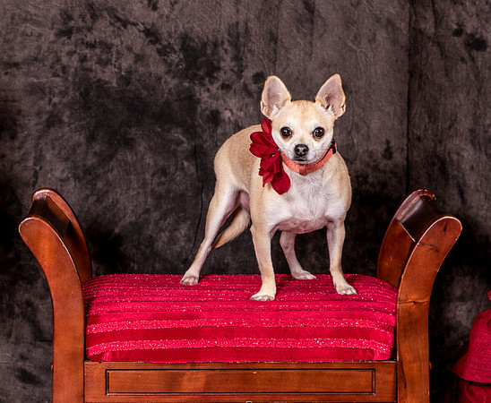 Foster Josefina-4496