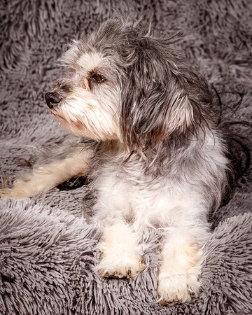 Foster Alex-6235