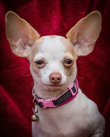 Foster Mrs C-8054