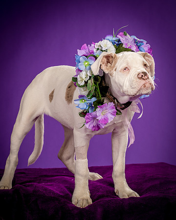 Foster Babette-1611