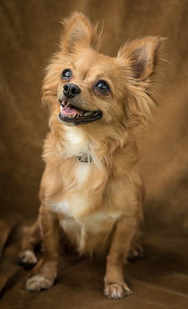 Foster Dolly-7747
