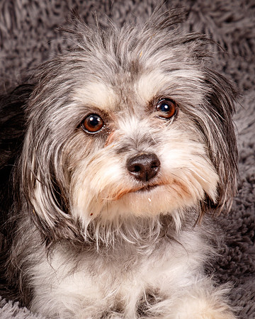 Foster Alex-6221