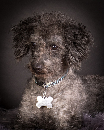 Foster Mokey-1351