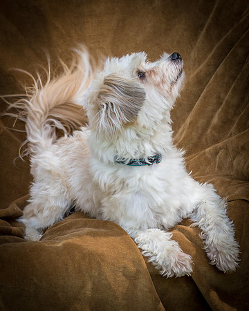 Foster Ricardo-8774