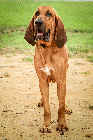 Roscoe-0436