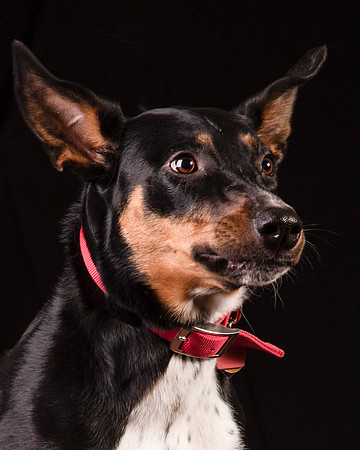 Foster Mia-1237