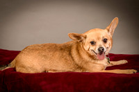 Foster Dobby-8212