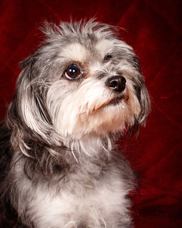Foster Alex-6337