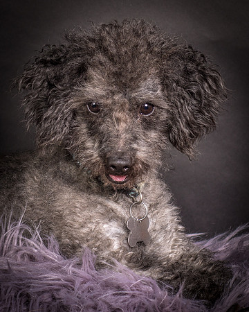 Foster Mokey-1385