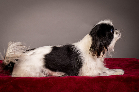 Foster Gypsy Rose-7841